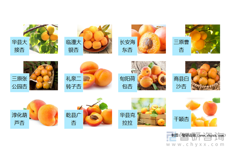 陕西的杏品种资源