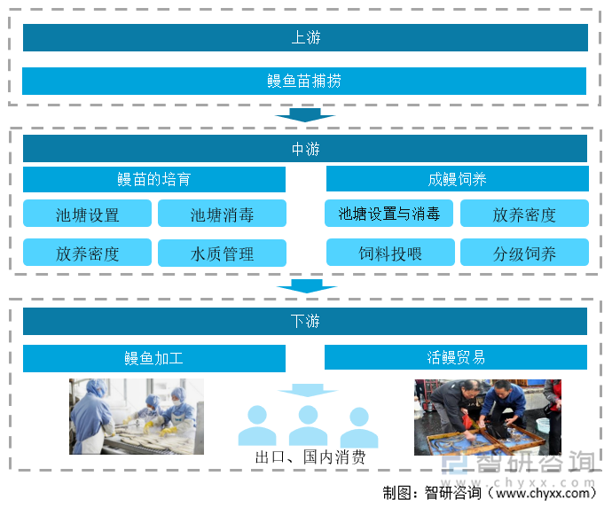 鳗鱼养殖产业链 